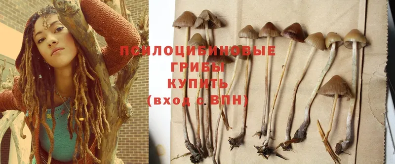 Псилоцибиновые грибы Psilocybine cubensis  Венёв 